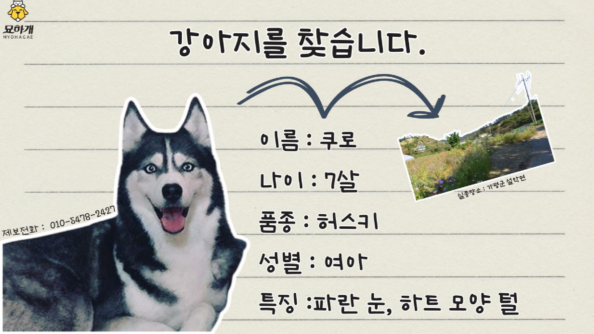 실종동물 전단지 제작