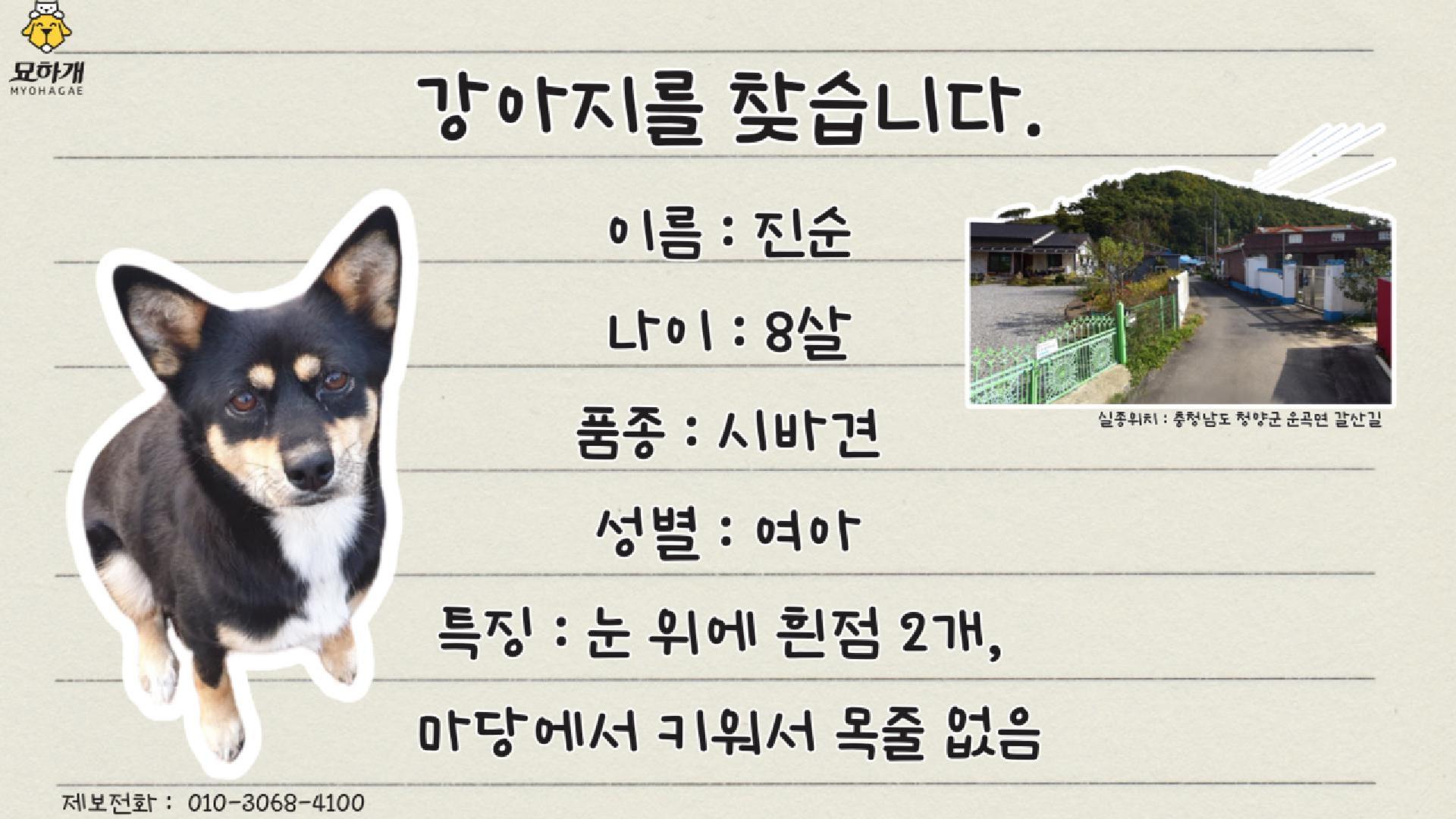 실종동물 영상 제작
