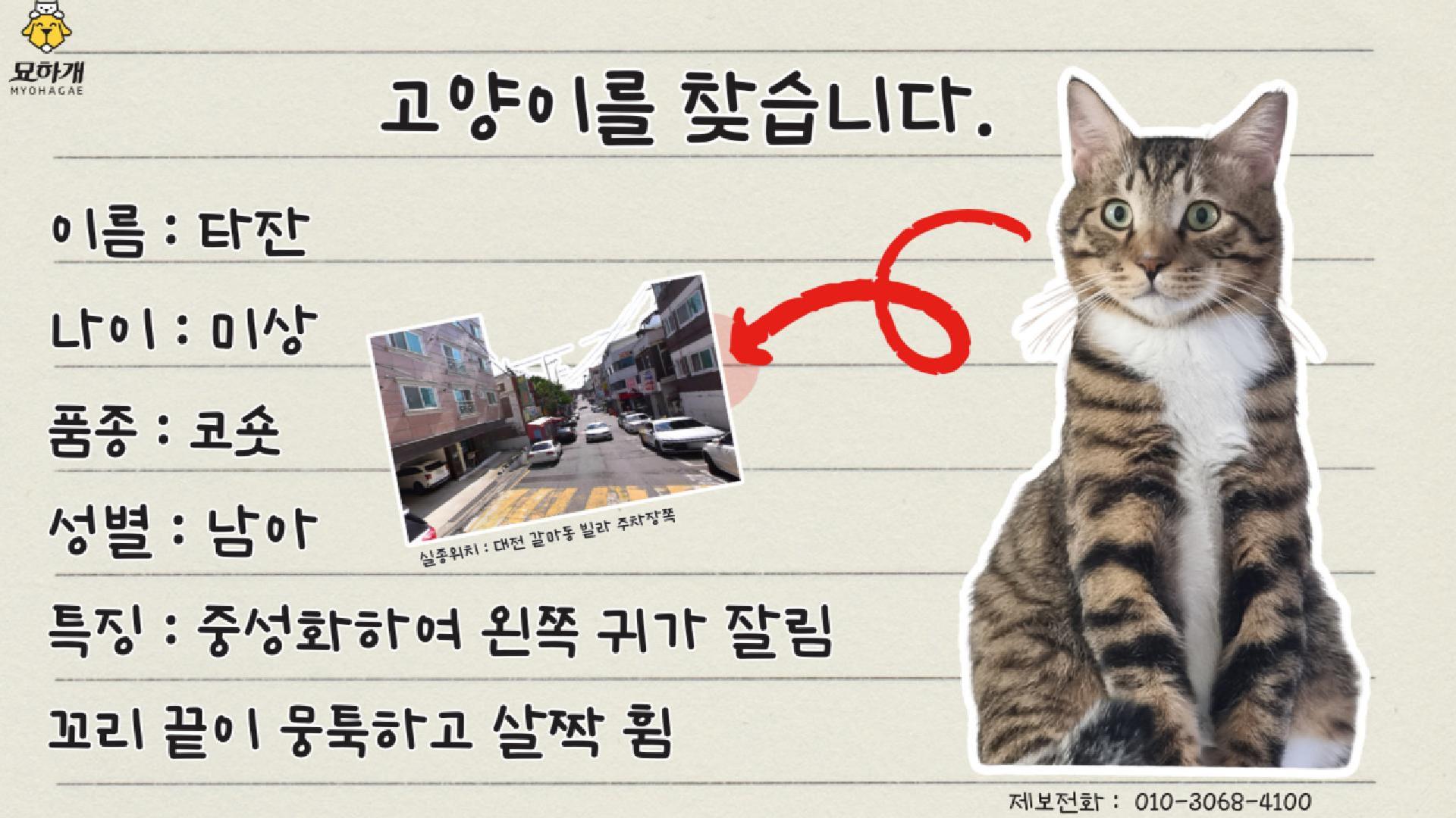 실종동물 전단지 제작